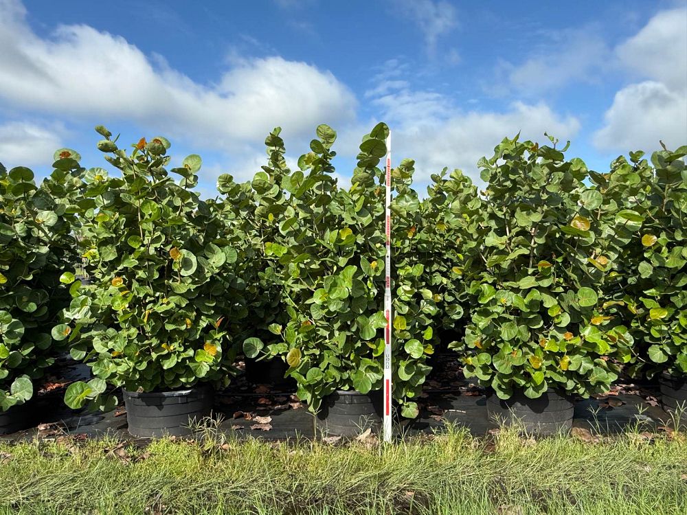 coccoloba-uvifera-sea-grape-seagrape