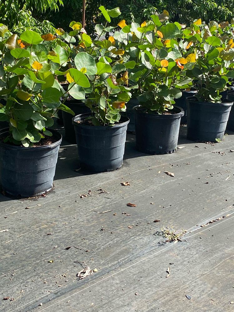 coccoloba-uvifera-sea-grape-seagrape