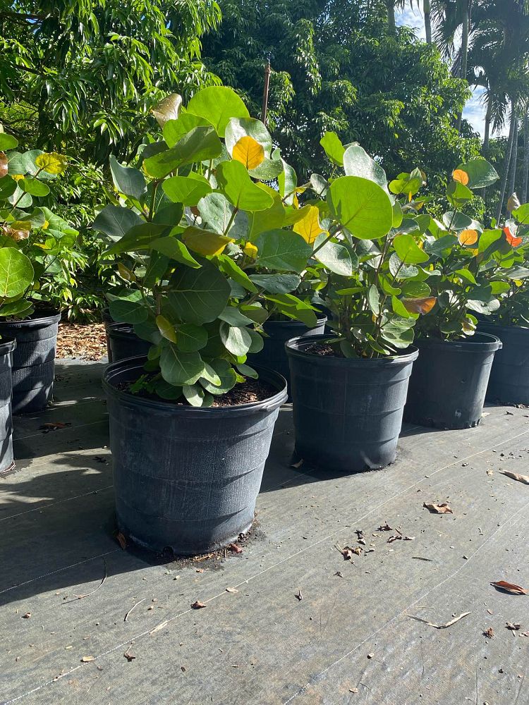 coccoloba-uvifera-sea-grape-seagrape