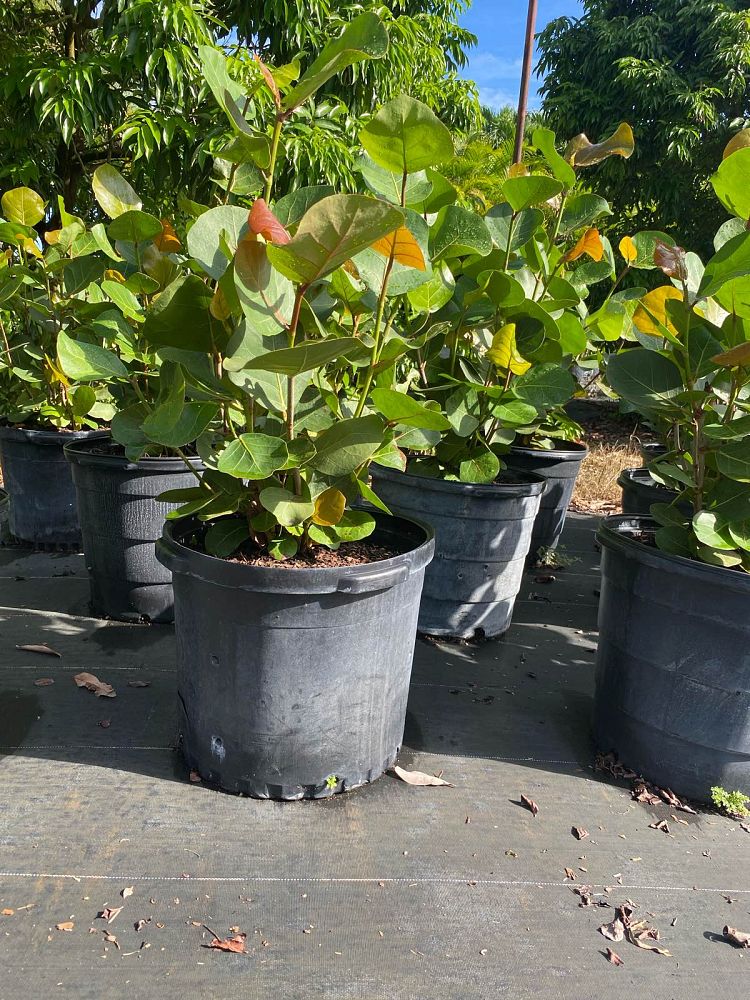 coccoloba-uvifera-sea-grape-seagrape