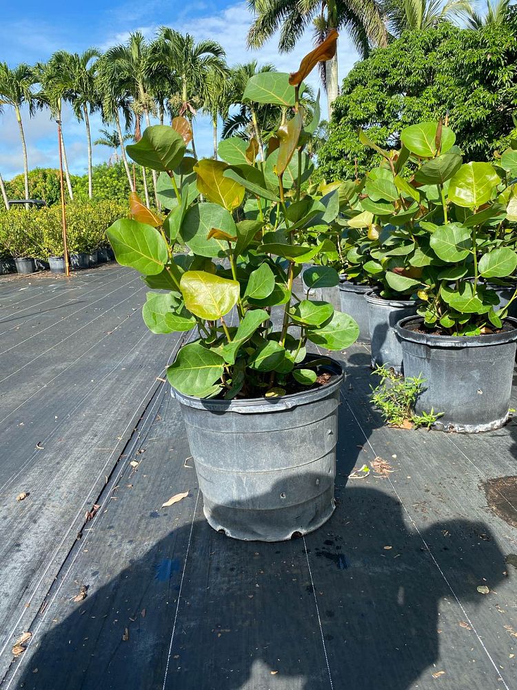 coccoloba-uvifera-sea-grape-seagrape