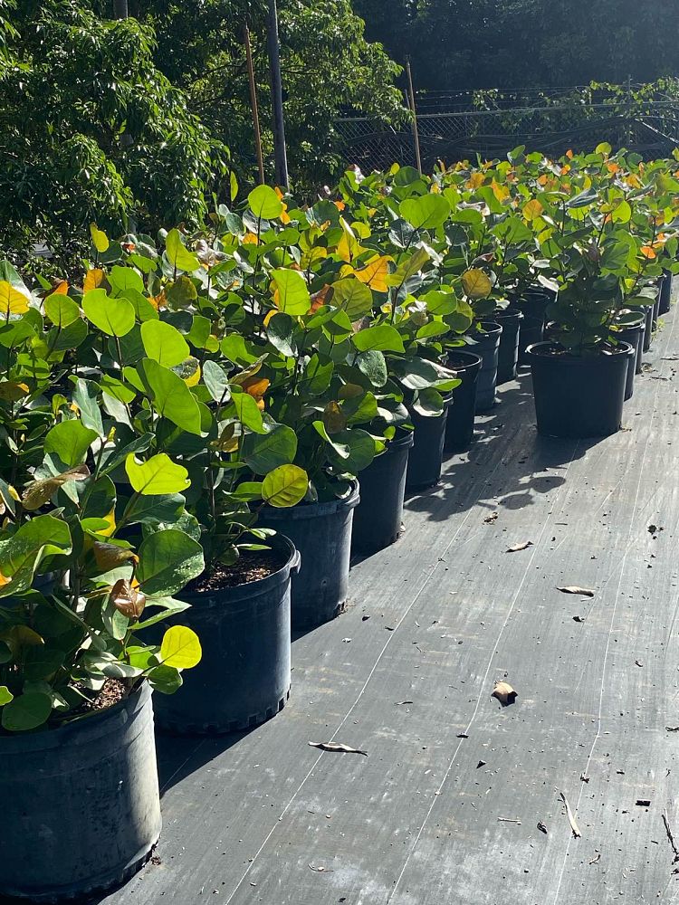 coccoloba-uvifera-sea-grape-seagrape