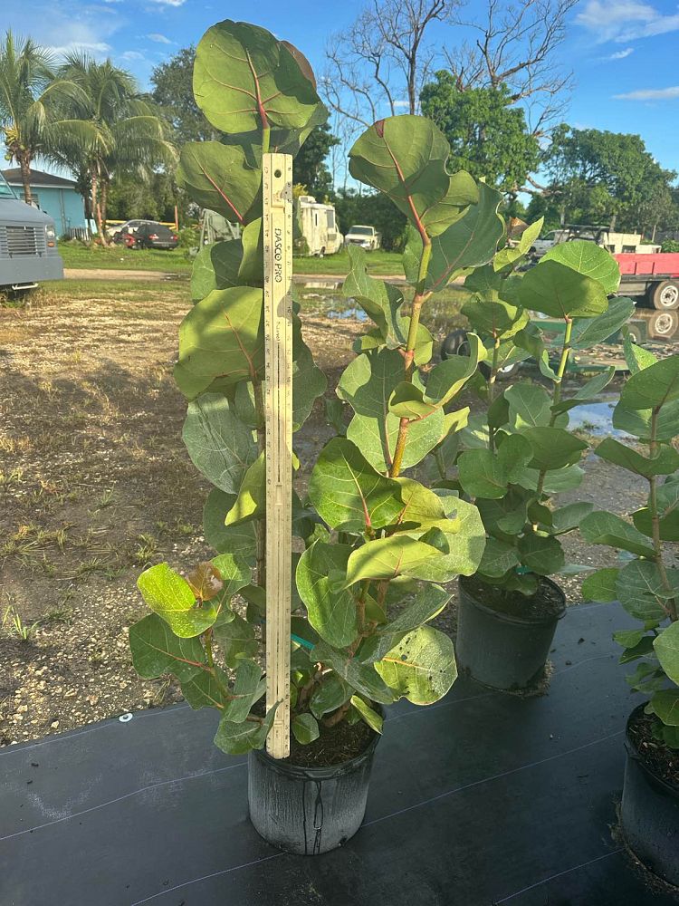 coccoloba-uvifera-sea-grape-seagrape