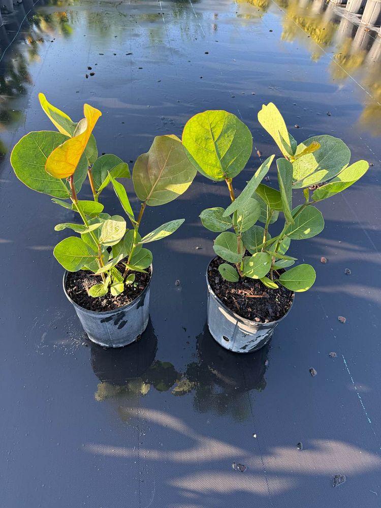 coccoloba-uvifera-sea-grape-seagrape