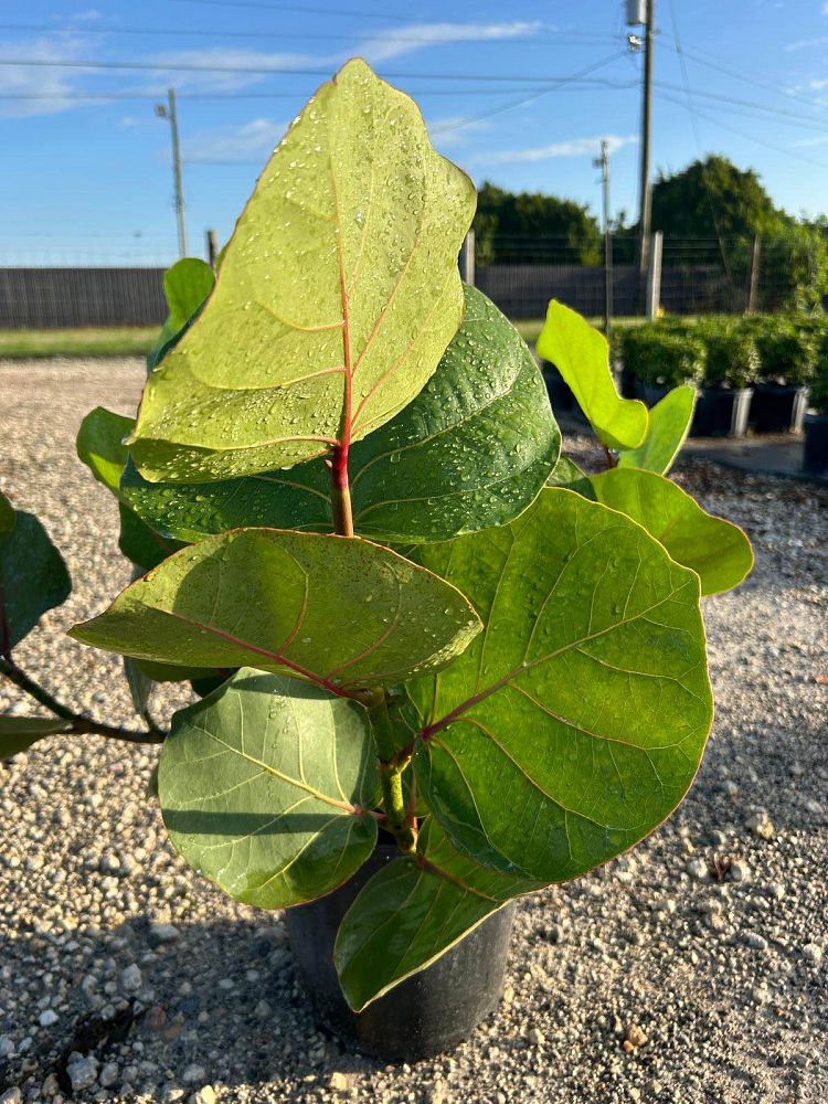 coccoloba-uvifera-sea-grape-seagrape