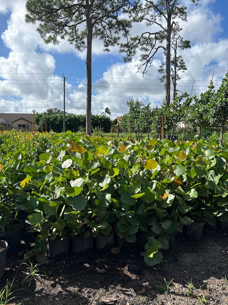 coccoloba-uvifera-sea-grape-seagrape