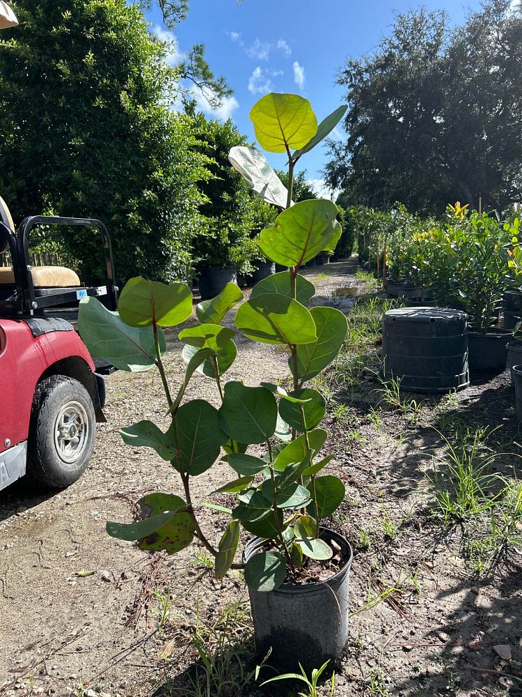 coccoloba-uvifera-sea-grape-seagrape