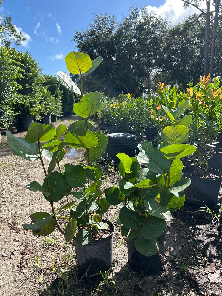 coccoloba-uvifera-sea-grape-seagrape