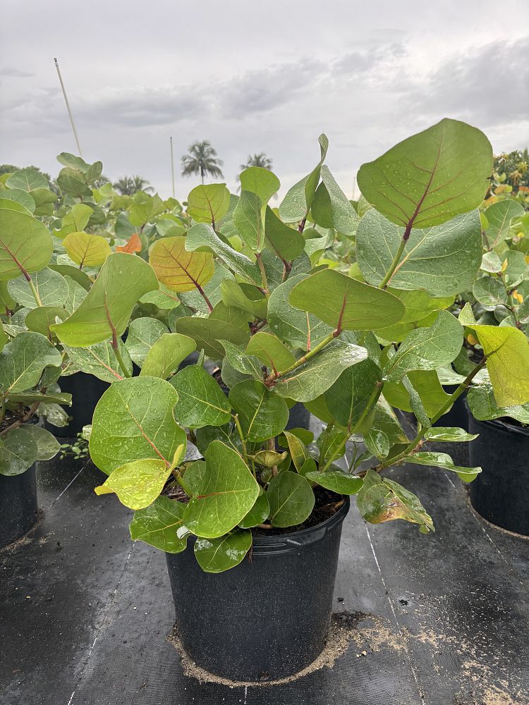 coccoloba-uvifera-sea-grape-seagrape