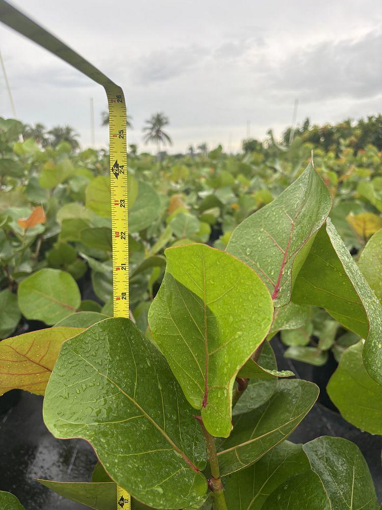 coccoloba-uvifera-sea-grape-seagrape