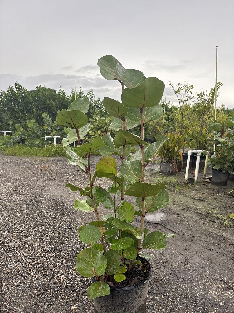 coccoloba-uvifera-sea-grape-seagrape