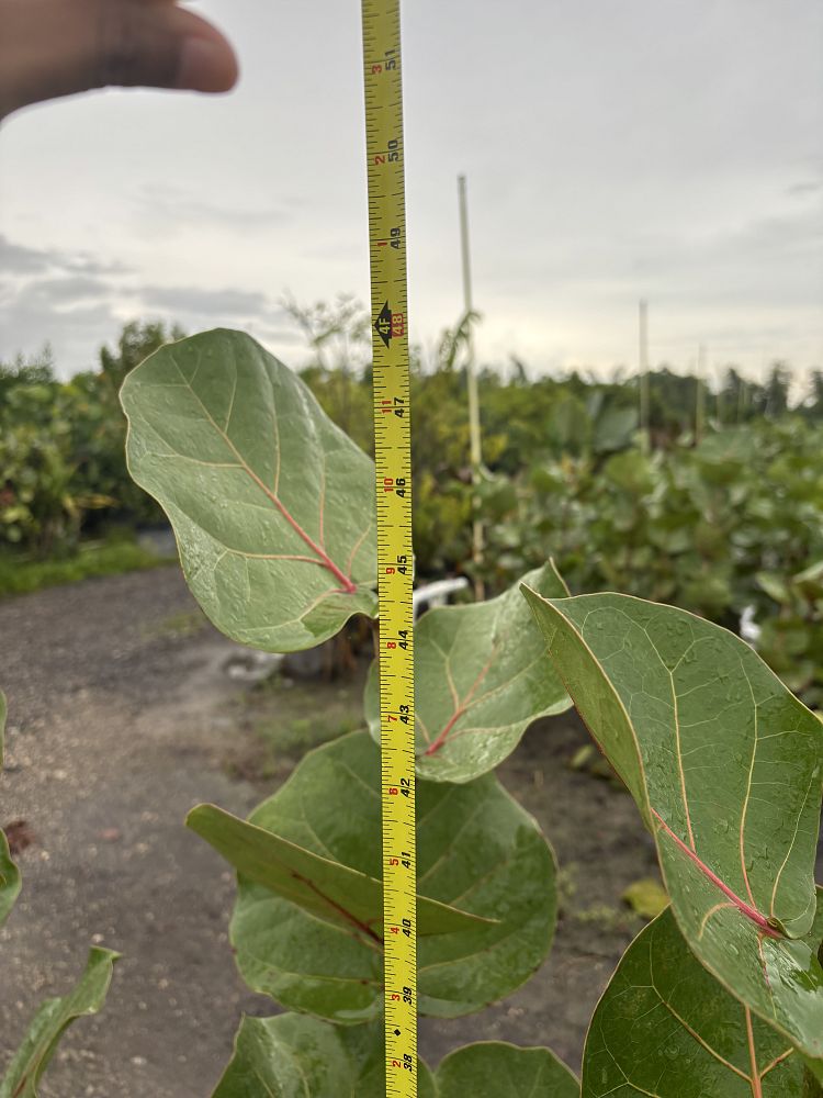 coccoloba-uvifera-sea-grape-seagrape