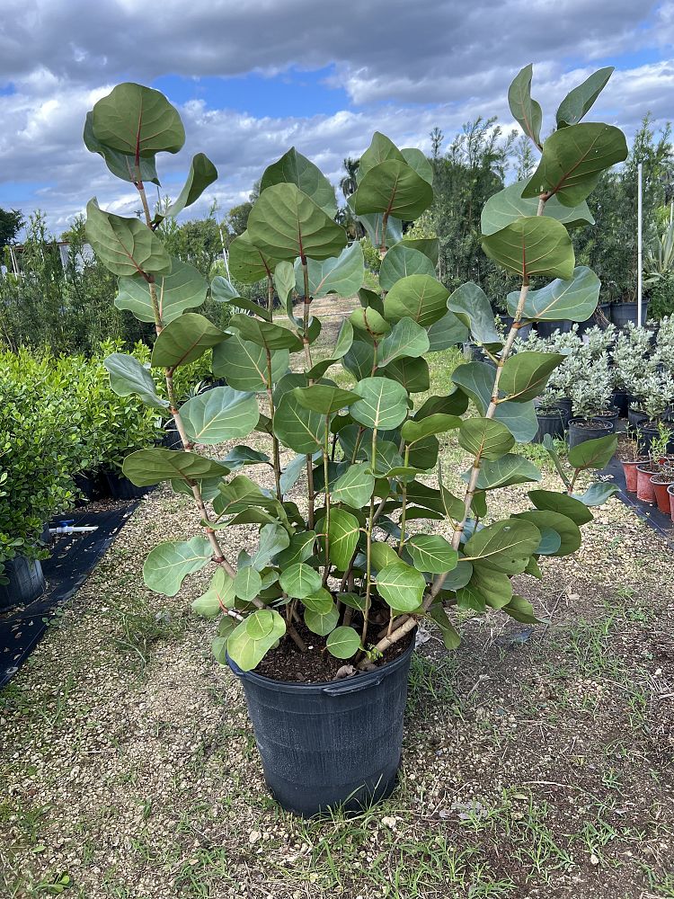 coccoloba-uvifera-sea-grape-seagrape