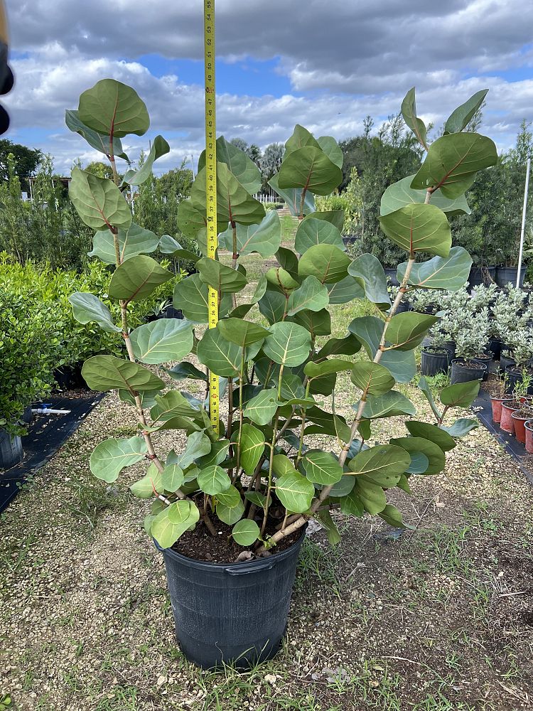 coccoloba-uvifera-sea-grape-seagrape