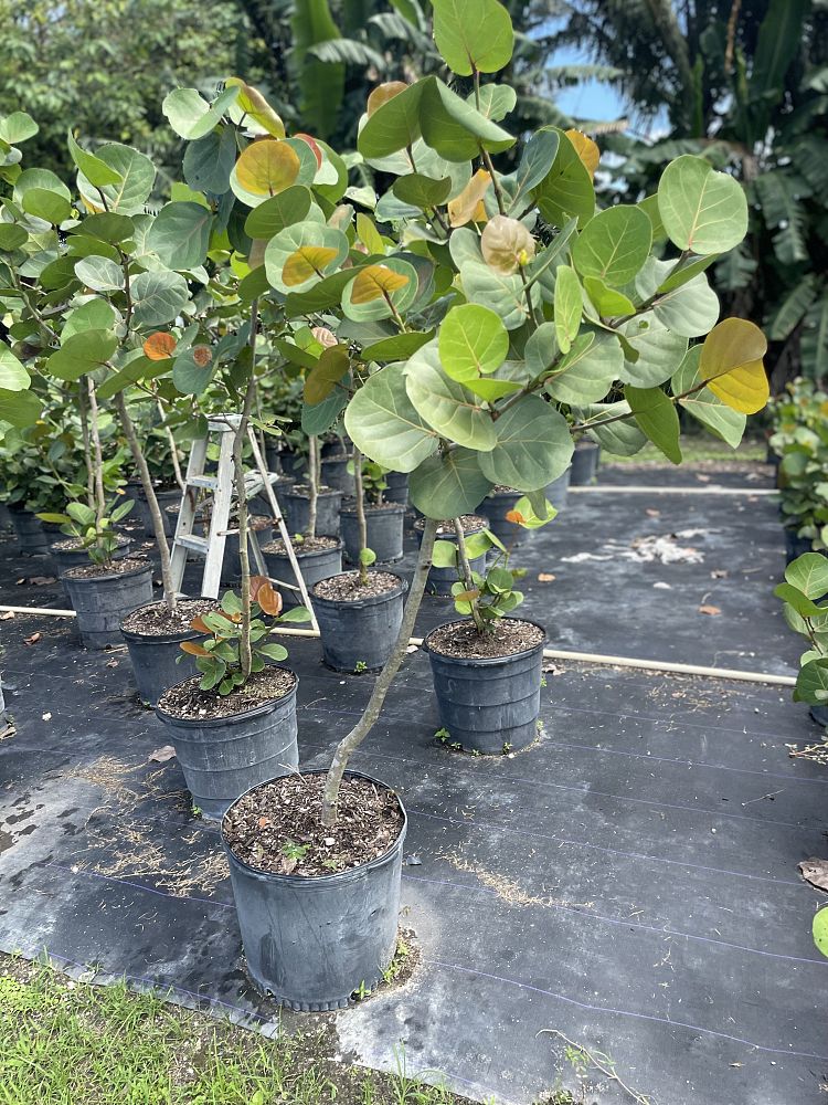 coccoloba-uvifera-sea-grape-seagrape