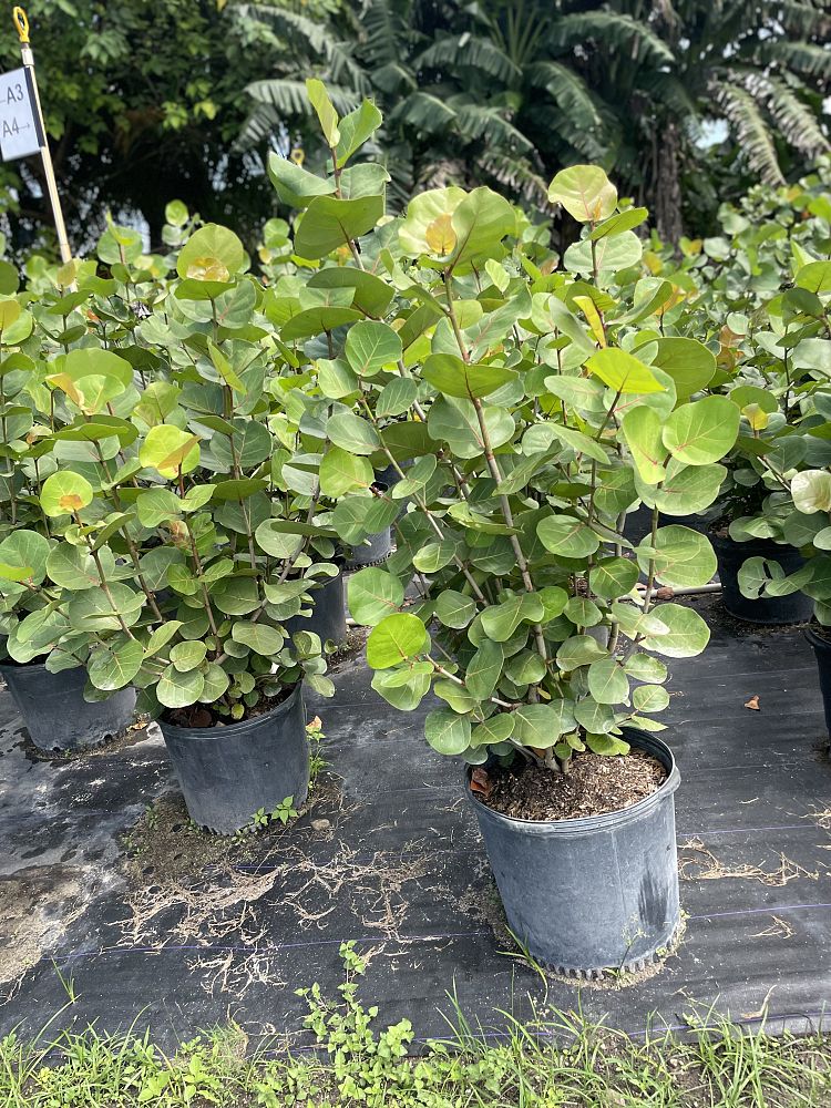 coccoloba-uvifera-sea-grape-seagrape