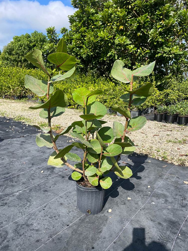 coccoloba-uvifera-sea-grape-seagrape