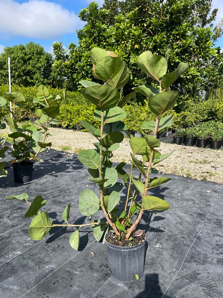 coccoloba-uvifera-sea-grape-seagrape