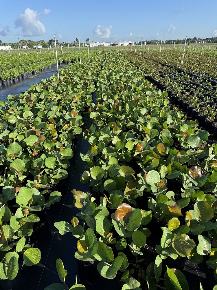 coccoloba-uvifera-sea-grape-seagrape
