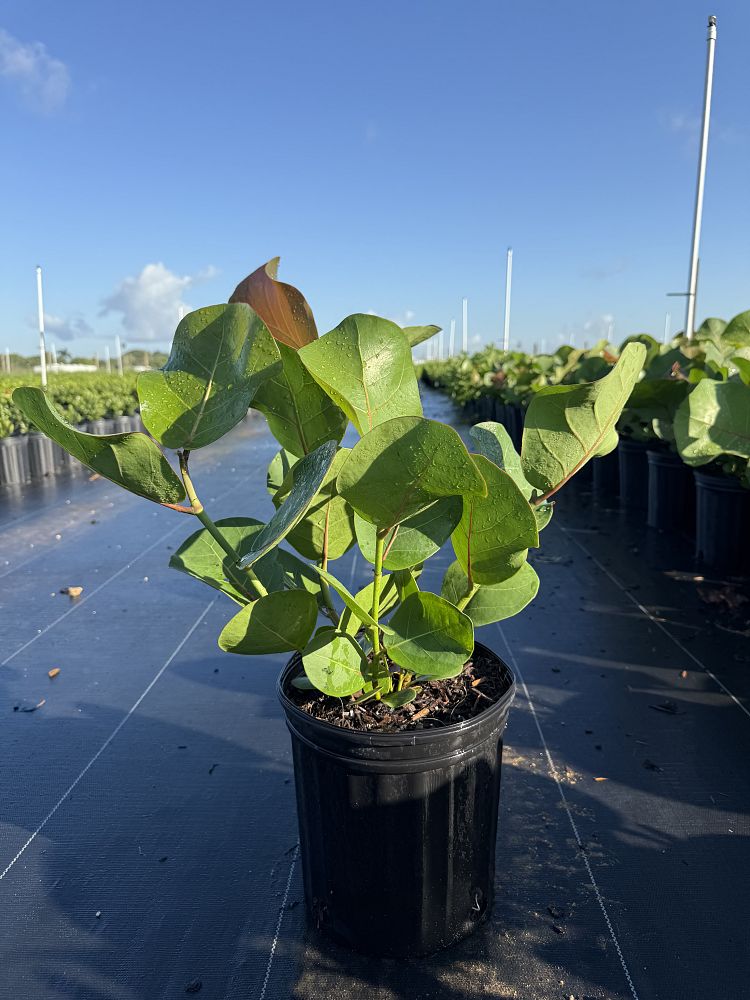 coccoloba-uvifera-sea-grape-seagrape