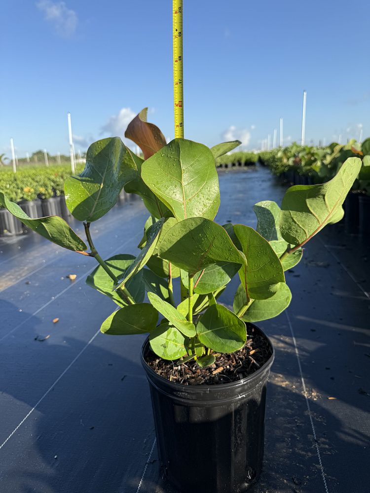 coccoloba-uvifera-sea-grape-seagrape