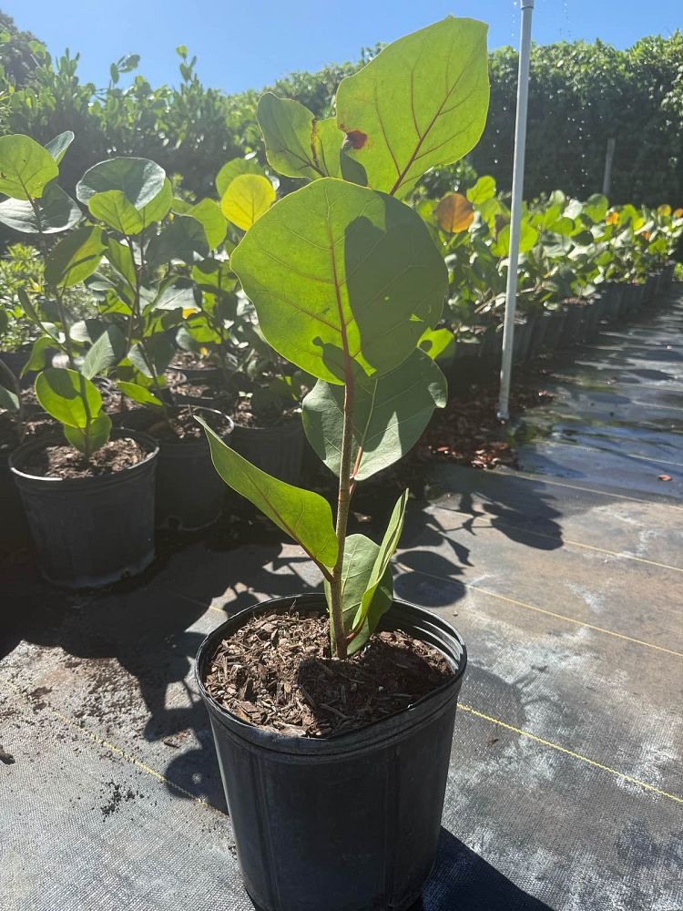 coccoloba-uvifera-sea-grape-seagrape