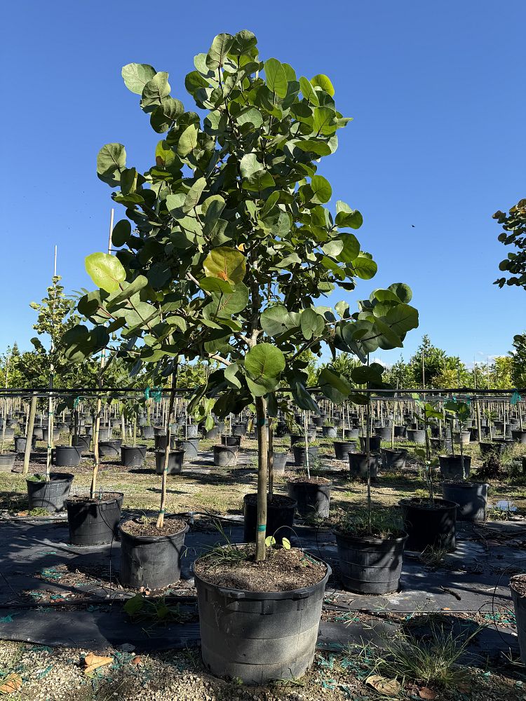 coccoloba-uvifera-sea-grape-seagrape