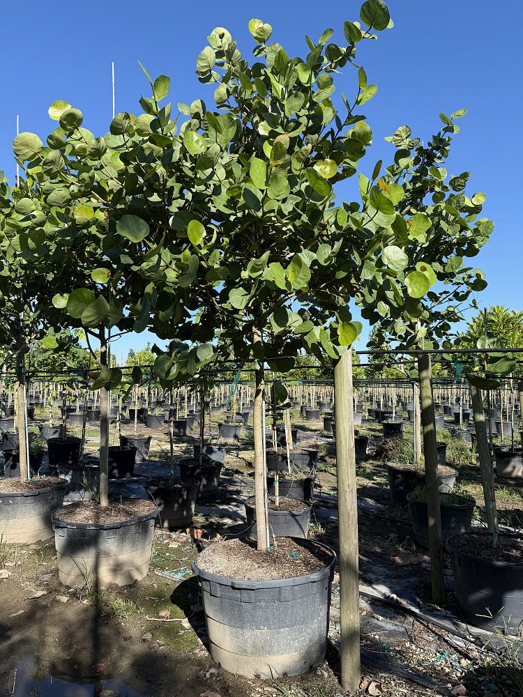 coccoloba-uvifera-sea-grape-seagrape