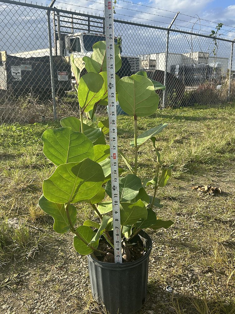 coccoloba-uvifera-sea-grape-seagrape