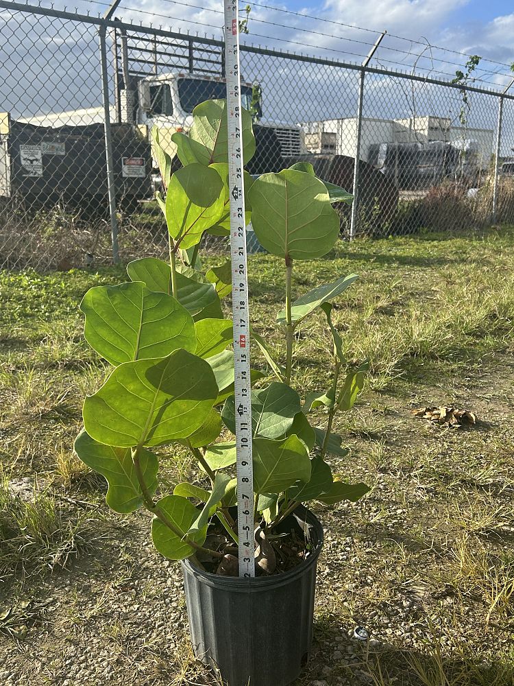 coccoloba-uvifera-sea-grape-seagrape