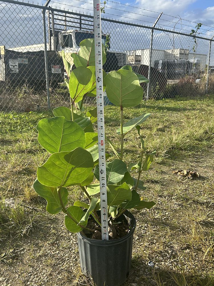 coccoloba-uvifera-sea-grape-seagrape
