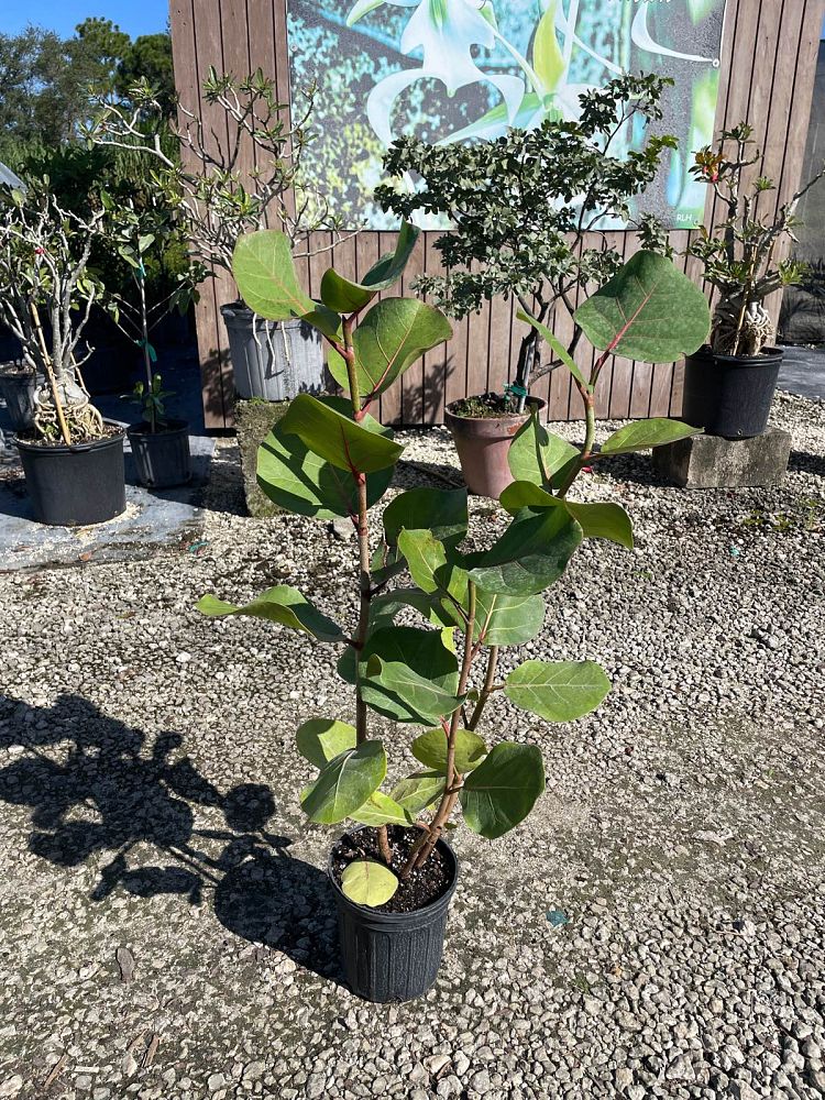 coccoloba-uvifera-sea-grape-seagrape