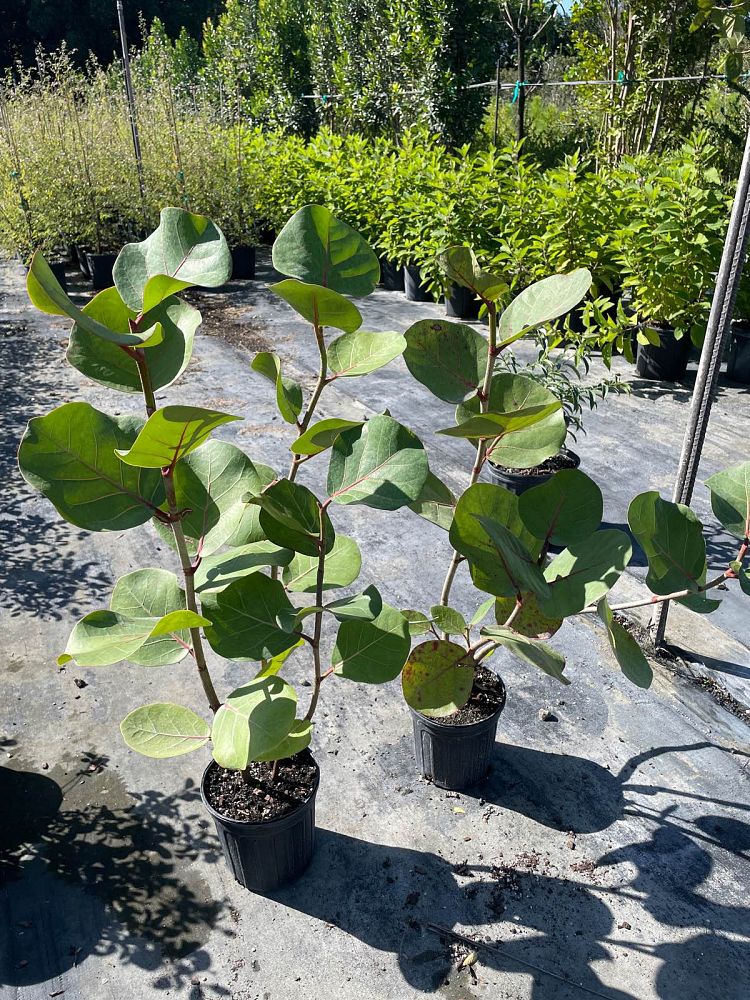 coccoloba-uvifera-sea-grape-seagrape