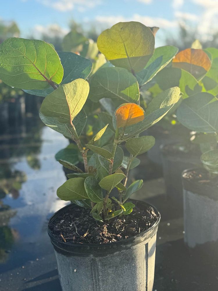 coccoloba-uvifera-sea-grape-seagrape