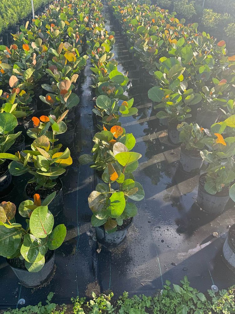 coccoloba-uvifera-sea-grape-seagrape