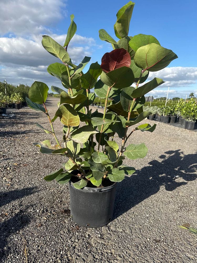 coccoloba-uvifera-sea-grape-seagrape