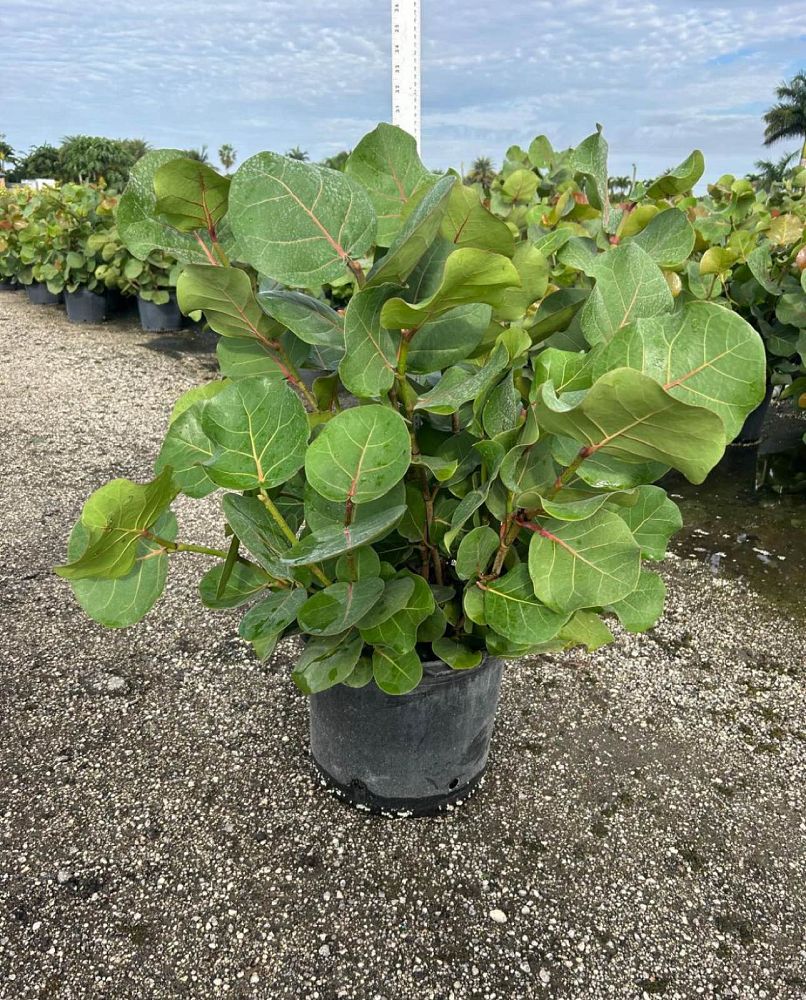 coccoloba-uvifera-sea-grape-seagrape