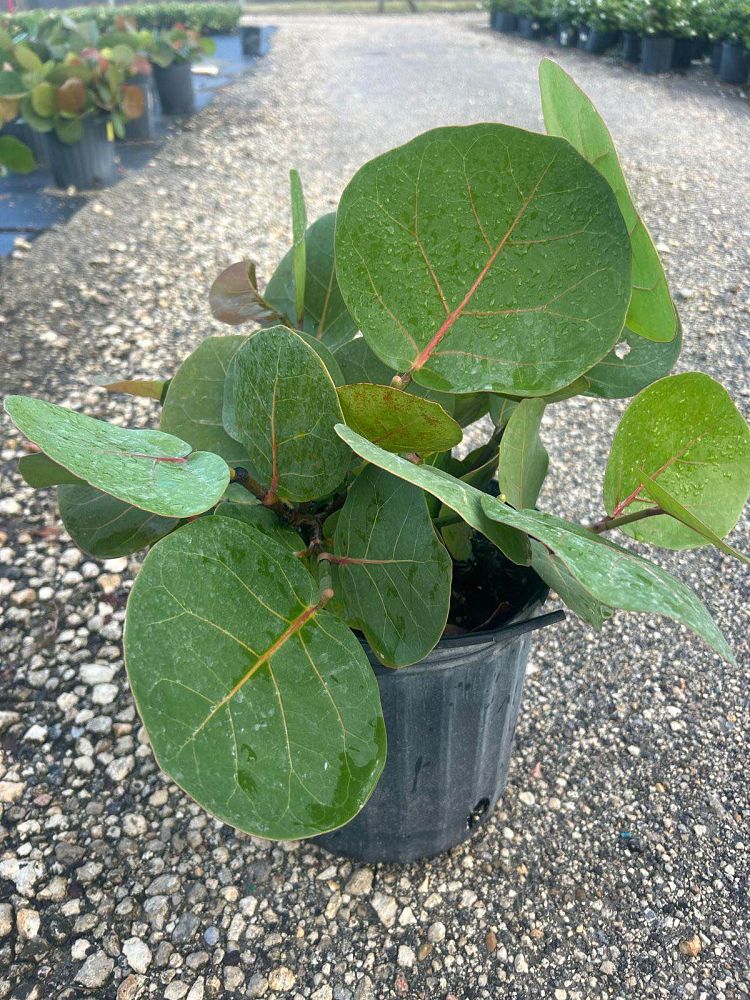 coccoloba-uvifera-sea-grape-seagrape