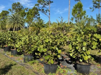 coccoloba-uvifera-sea-grape-seagrape