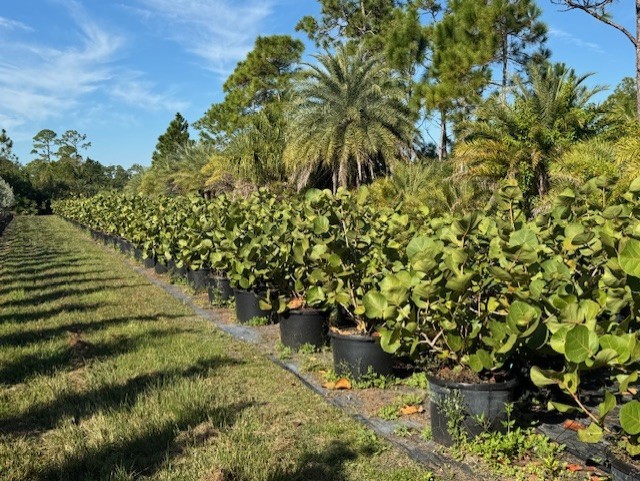 coccoloba-uvifera-sea-grape-seagrape