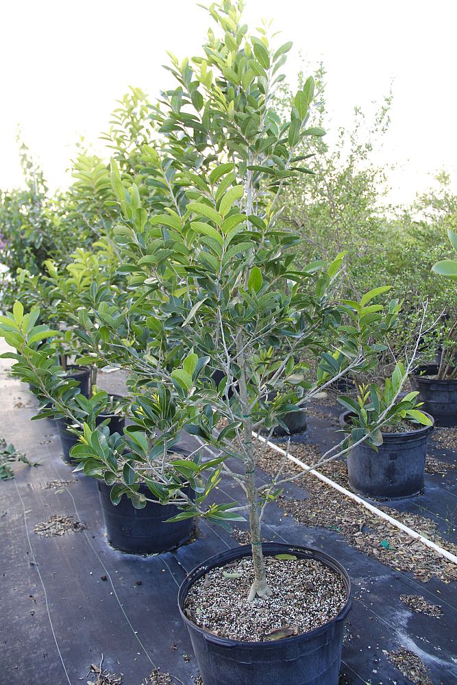 coccoloba-uvifera-x-diversifolia-pigeon-plum-hybrid-sea-plum