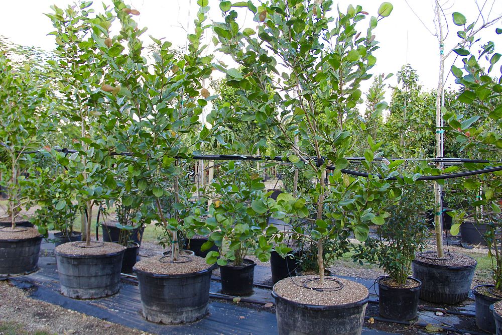 coccoloba-uvifera-x-diversifolia-pigeon-plum-hybrid-sea-plum
