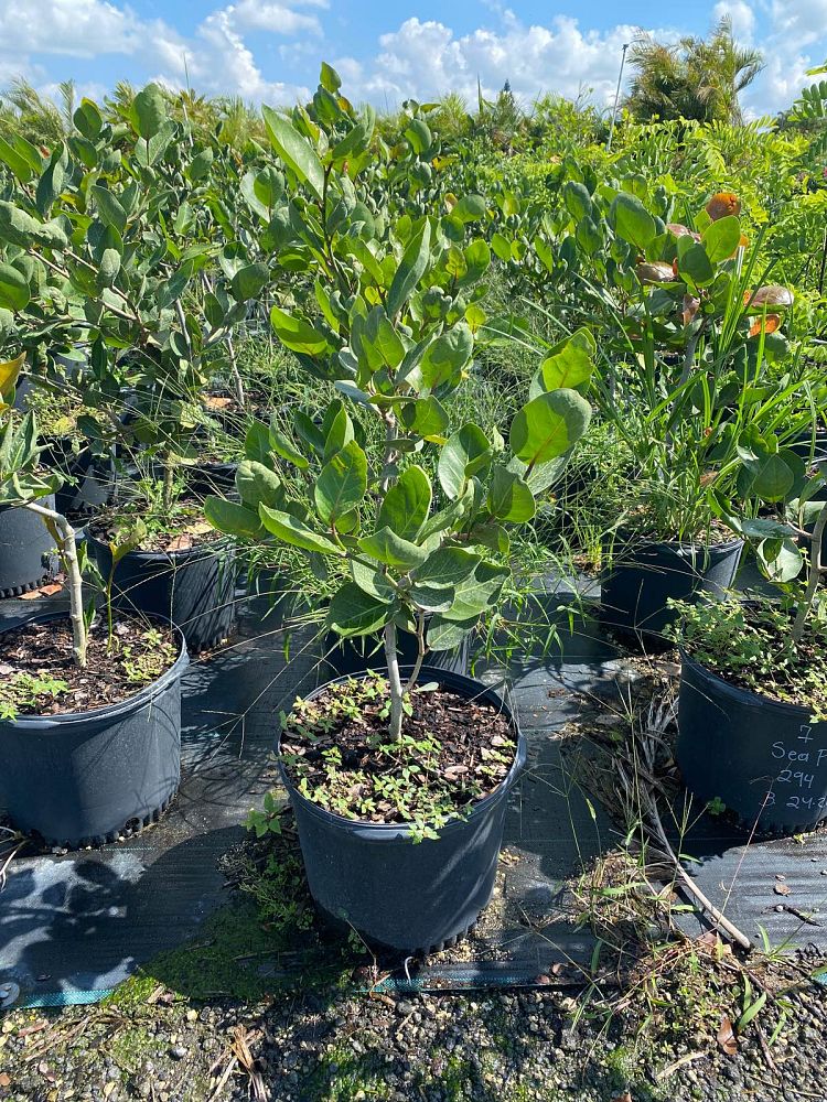 coccoloba-uvifera-x-diversifolia-pigeon-plum-hybrid-sea-plum