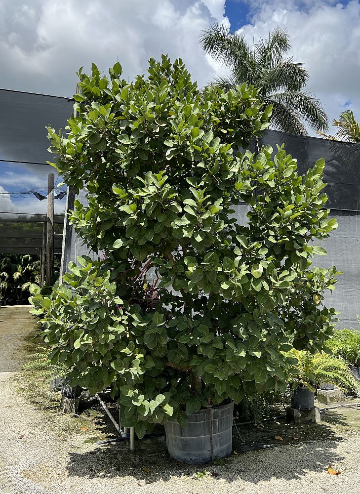 coccoloba-uvifera-x-diversifolia-pigeon-plum-hybrid-sea-plum