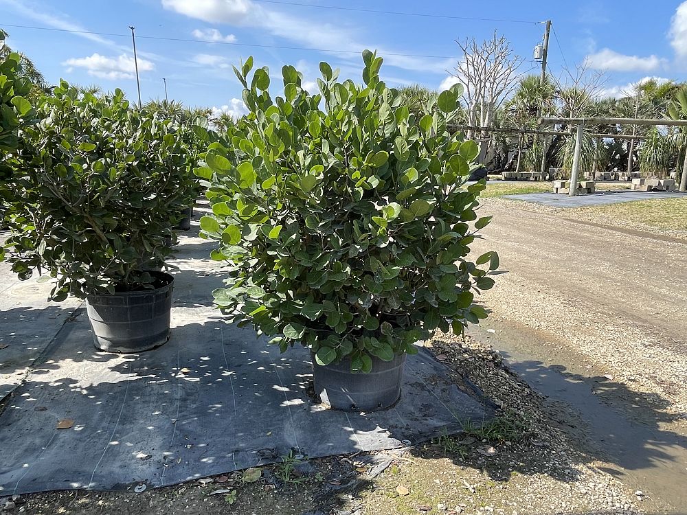 coccoloba-uvifera-x-diversifolia-pigeon-plum-hybrid-sea-plum