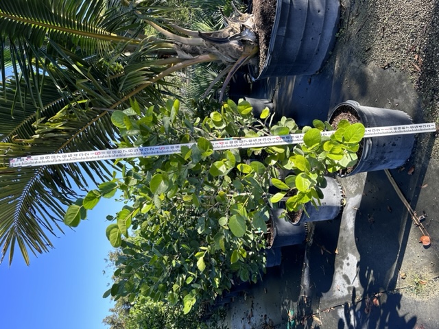 coccoloba-uvifera-x-diversifolia-pigeon-plum-hybrid-sea-plum