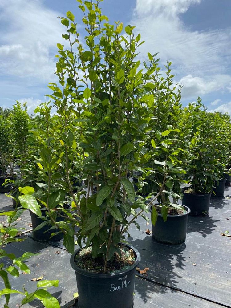 coccoloba-uvifera-x-diversifolia-pigeon-plum-hybrid-sea-plum