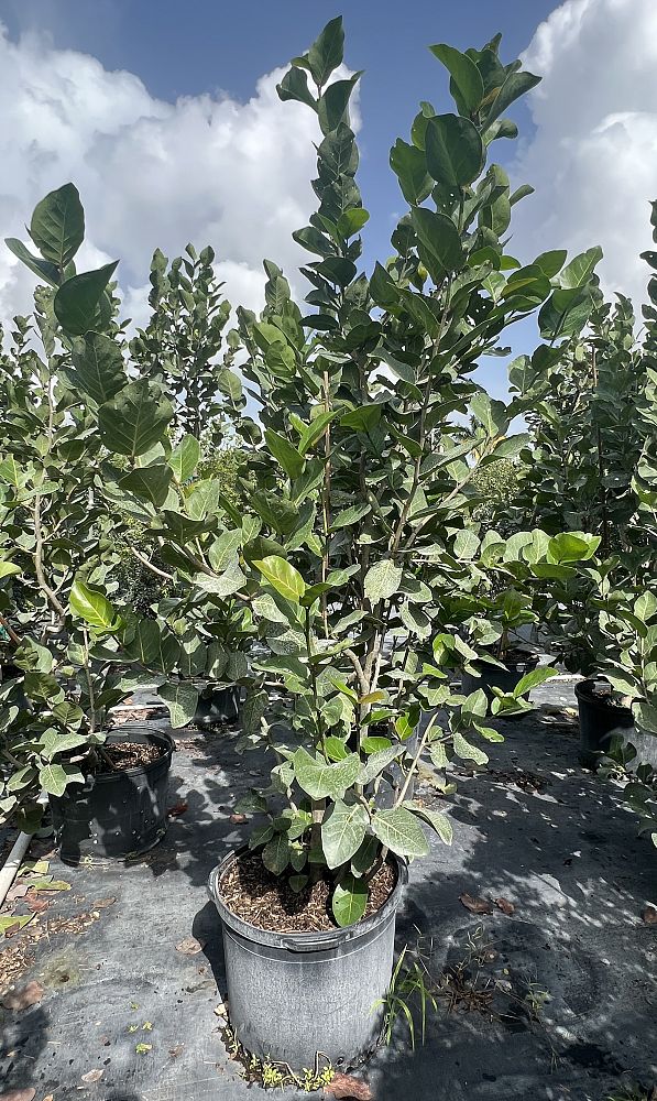 coccoloba-uvifera-x-diversifolia-pigeon-plum-hybrid-sea-plum