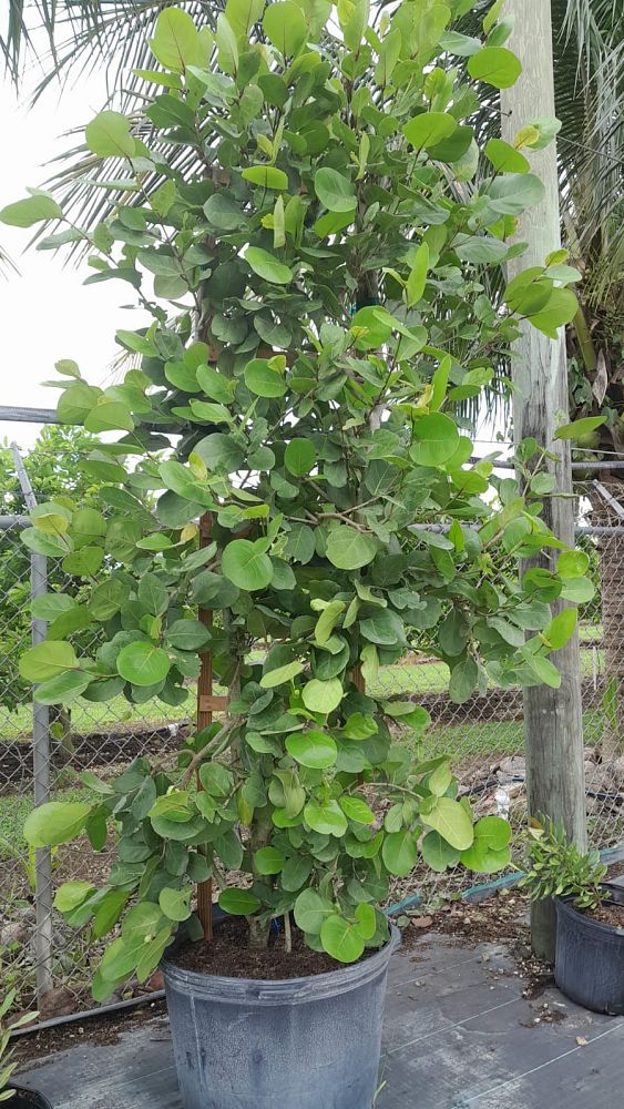 coccoloba-uvifera-x-diversifolia-pigeon-plum-hybrid-sea-plum