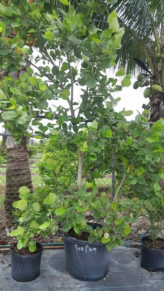 coccoloba-uvifera-x-diversifolia-pigeon-plum-hybrid-sea-plum